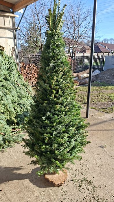 Ялинки плетені!!