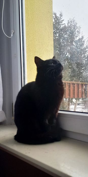 Przepiękna kocica czeka na dom