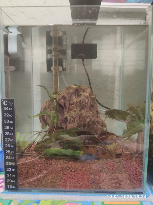 Akwarium 20x20x25 dla bojownika