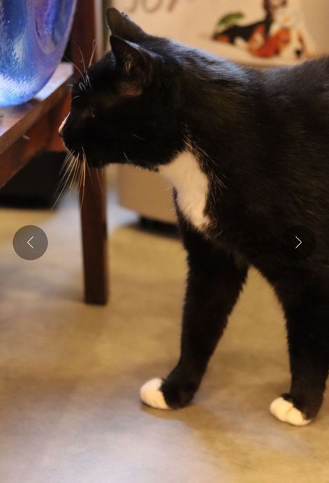 Harry, czy kocurek 8 lat ma szansę na dom?