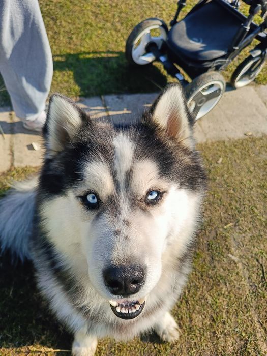 Oddam psa rasy husky w dobre ręce