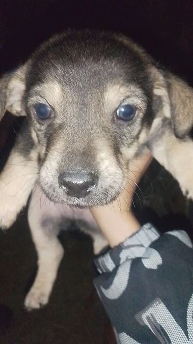 Відам собачок в добрі руки
