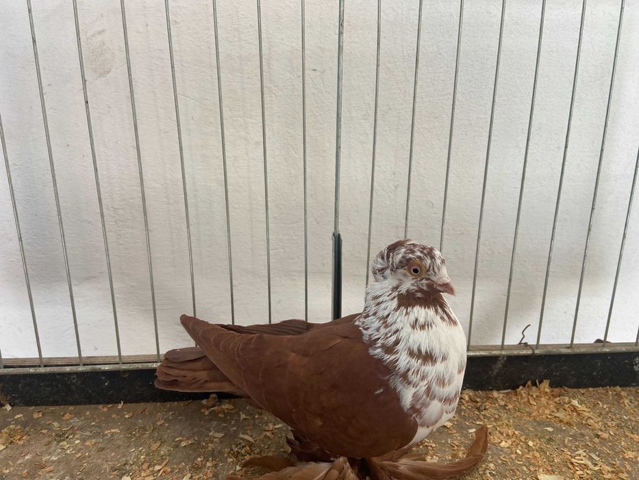 Widym samiec koroniaty