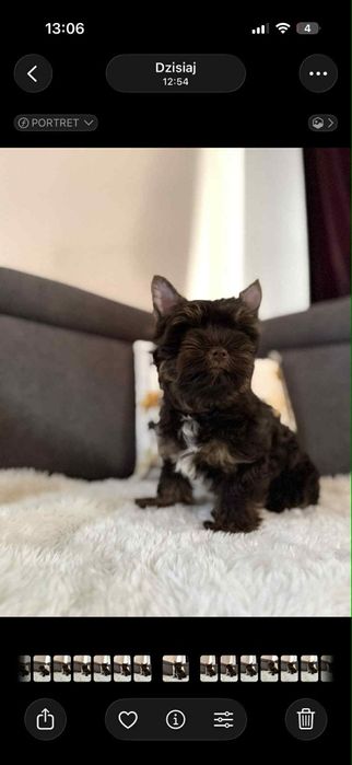 Czekoladowy samiec Yorkshire terrier