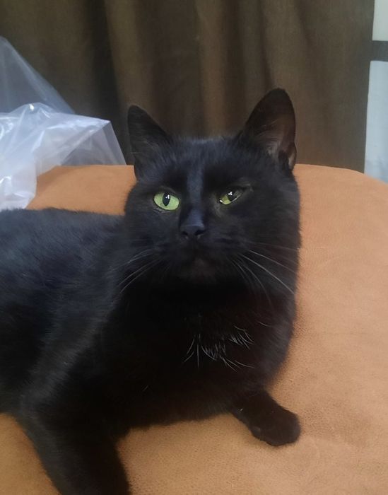 Киця безкоштовно в добрі руки