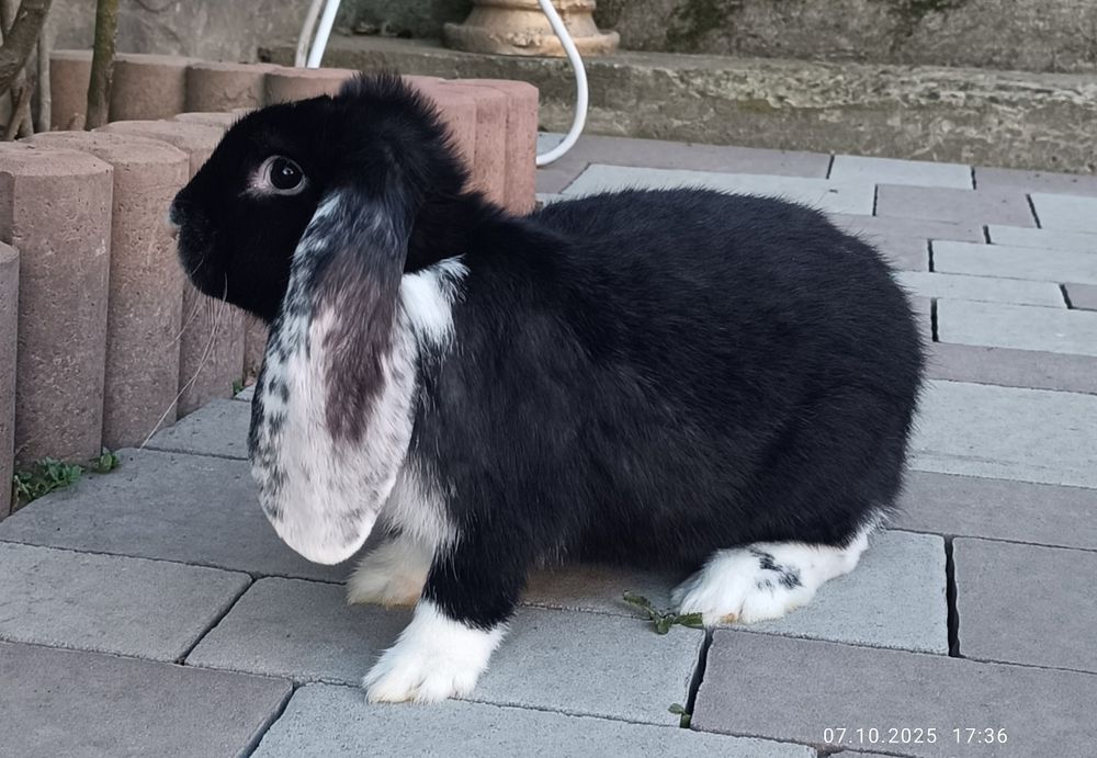 Продам кролики 200 грн