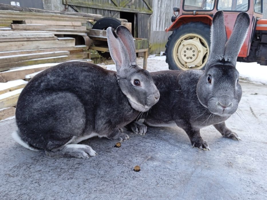 Rex szynszylowy, samica, rodowód