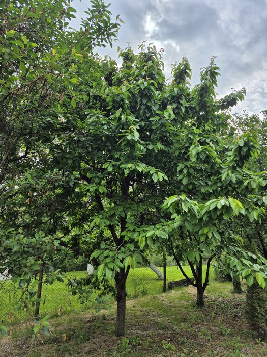 Дом по адресу Петефі Шандора пл. (площадь 61 м²) - Atlanta.ua - фото 4