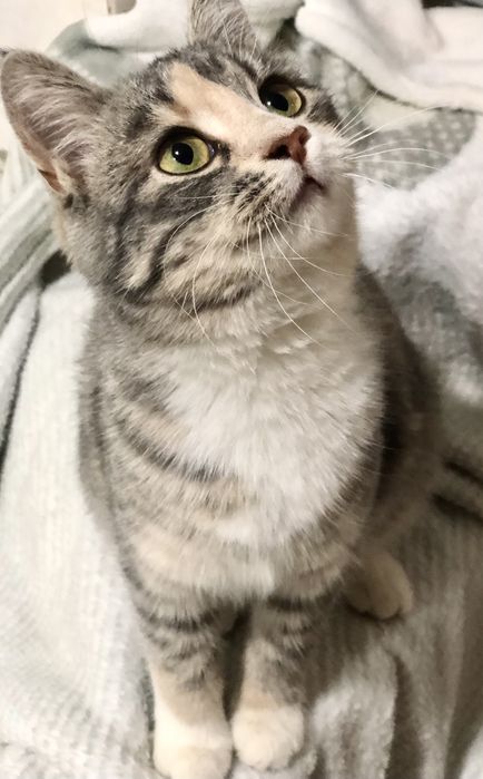 Найкраща киця в надійні руки