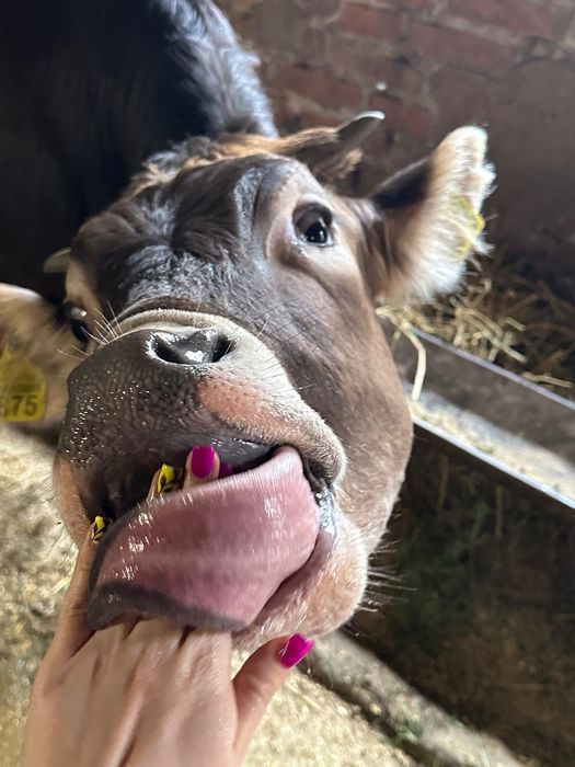 Продам дівчаток-теличок швіцької породи на коровку.