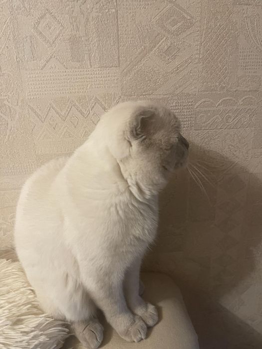 кіт  шотландский вислоухий