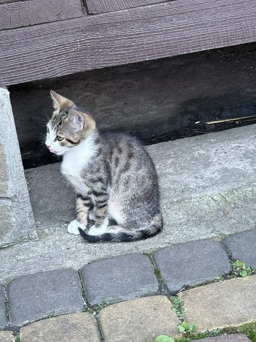 Віддаємо кошенят у хороші руки