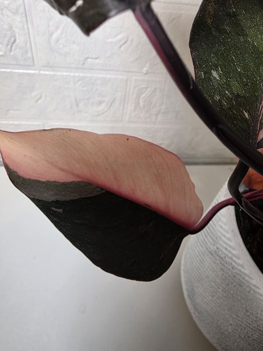 Philodendron Pink Princess Galaxy (Marble)