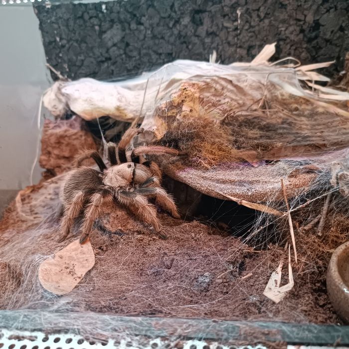 Aphonopelma Chalcodes