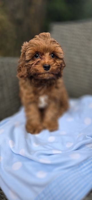 Cavapoo/ chłopczyk