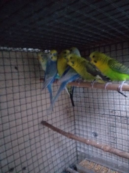 Piriquitos asa negra