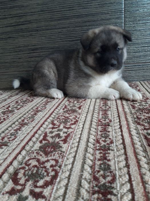 Американська акіта