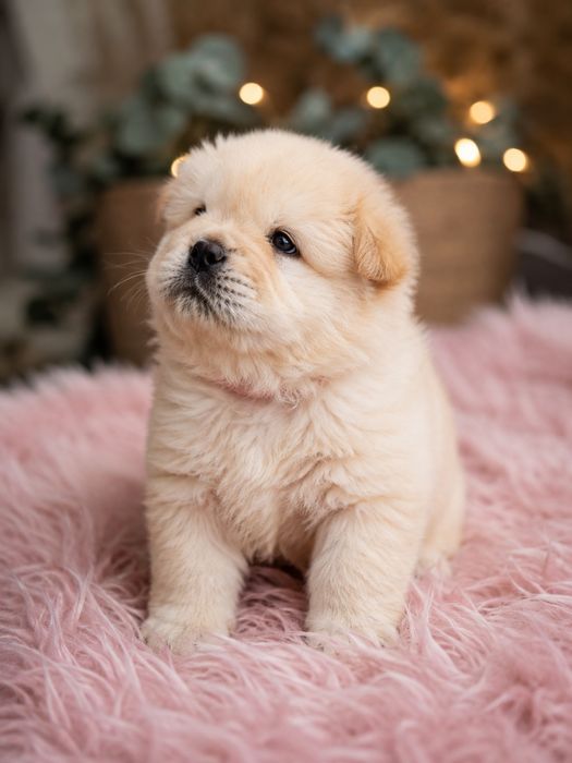 Chow chow szczeniak sunia