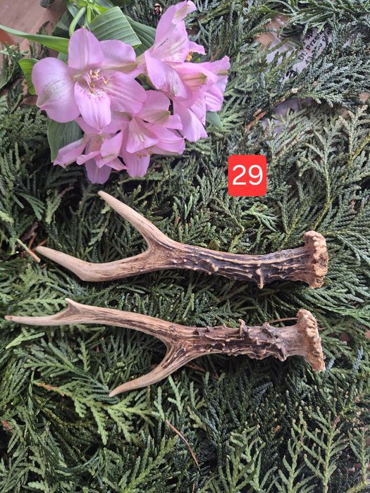 20cm DUŻA  parka poroże sarny rogi deer para rogi