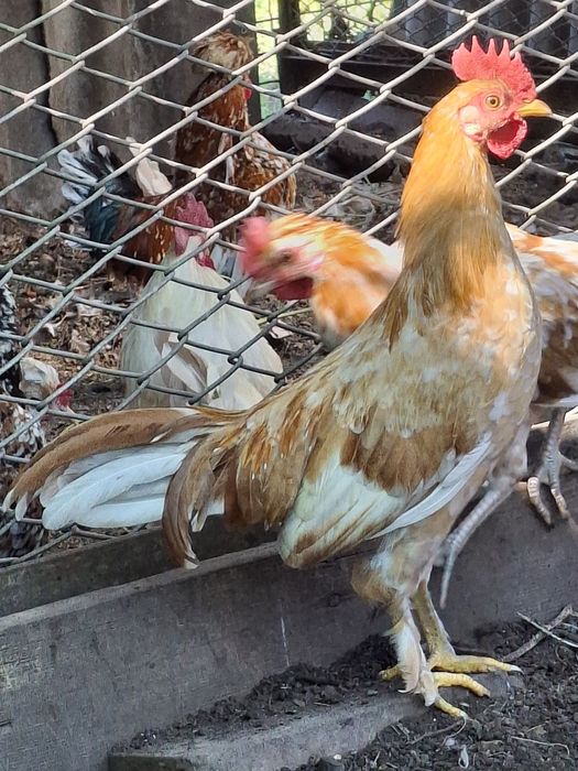 Молодые петушки Бентамки.