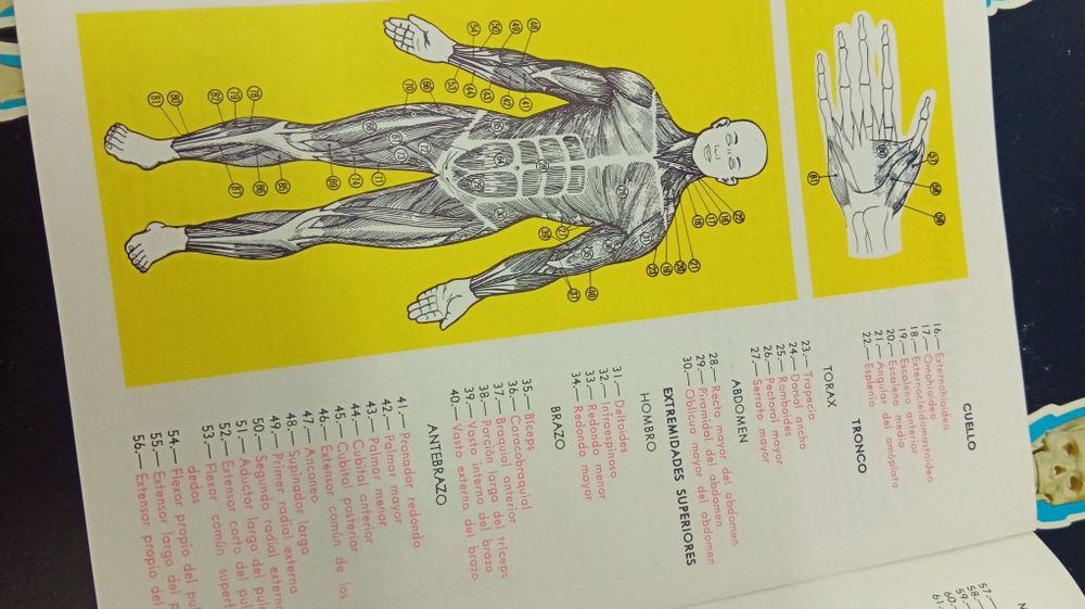 Conjunto jogo Boneco Corpo humano anatomia corporal