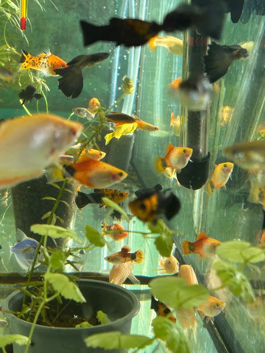 Риба акваріумна різна