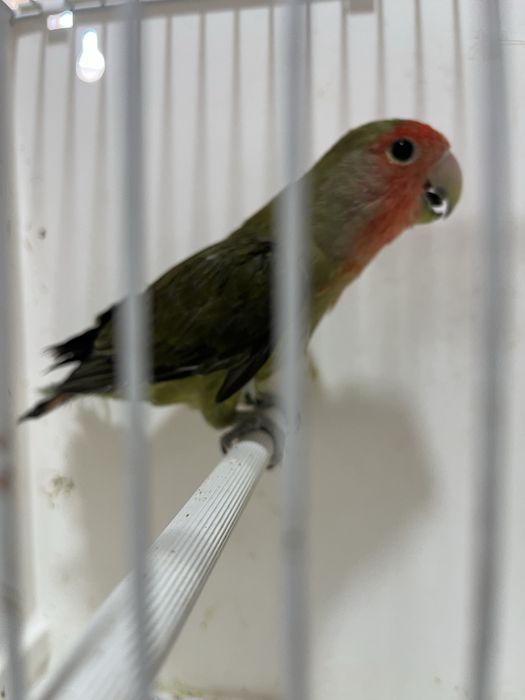 Agapornis longfeather