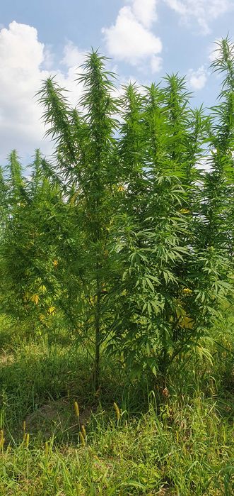 Cannabis sativa konopia susz 2kg promo frakcja CBD No1