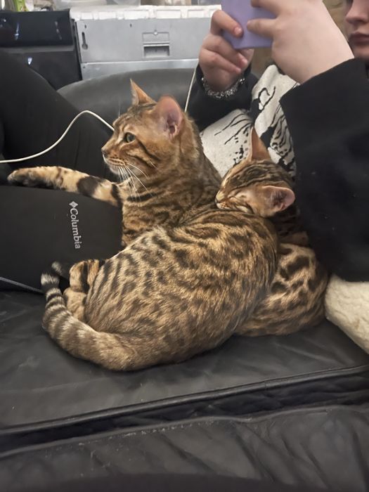 Бенгальские котята