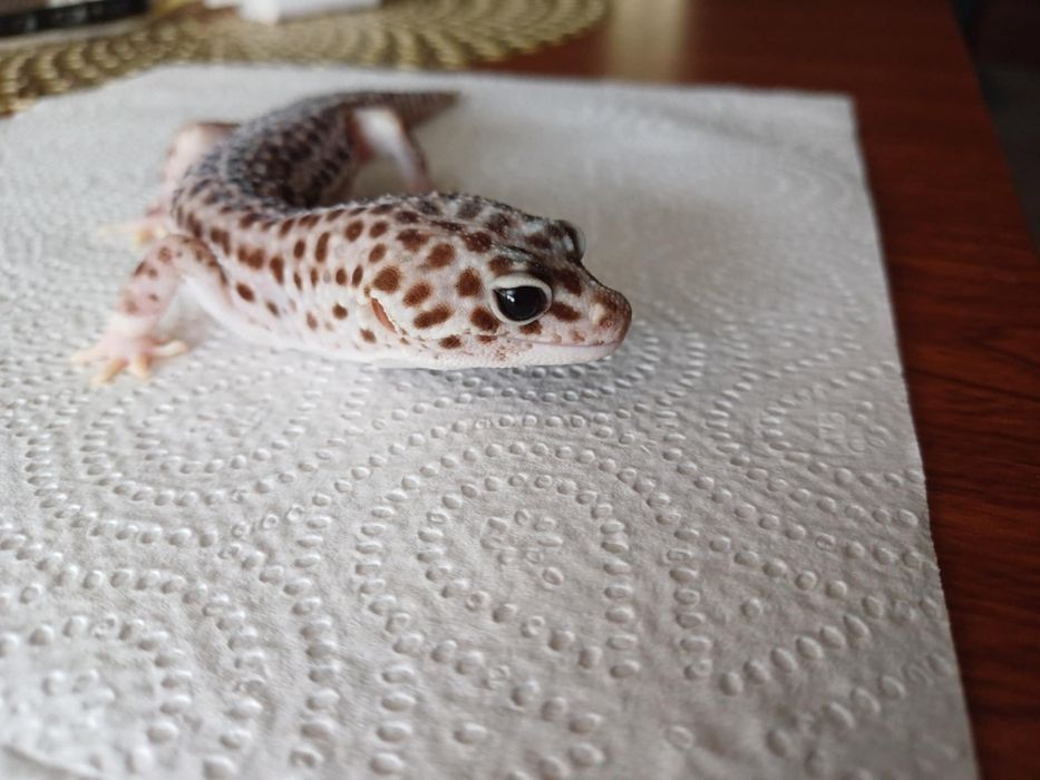 Gekon lamparci super snow mack