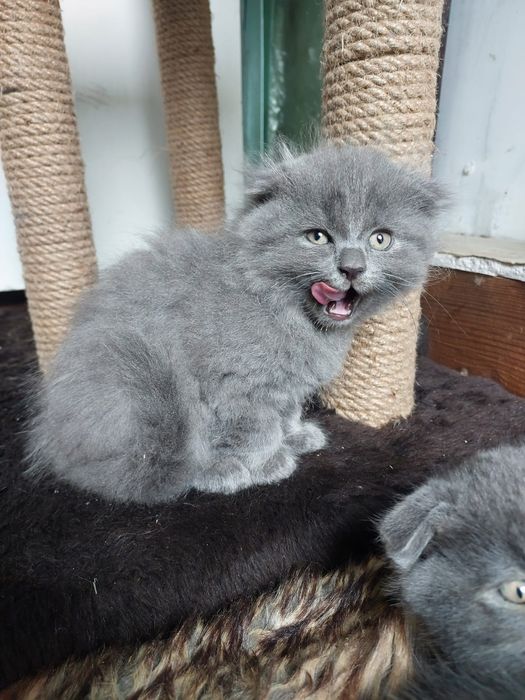 Висловухе кошеня (дівчинка)
