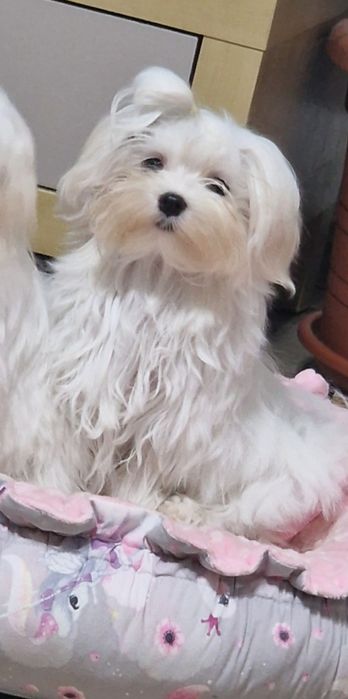 Maltańczyk pies ZKwP/FCI