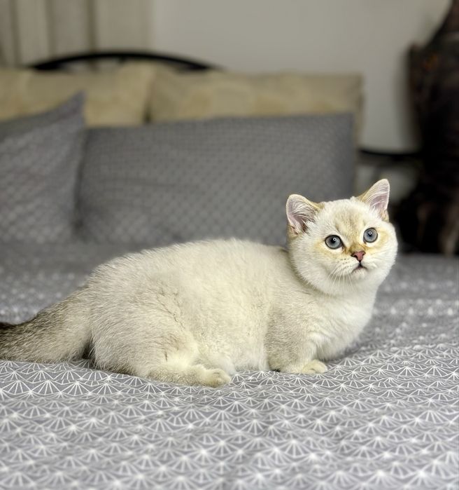 Мальчик манчкин золотой поинт