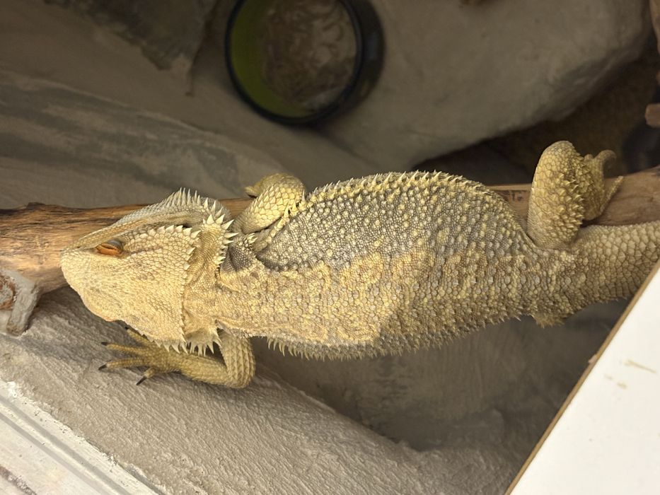 Agama brodata samica