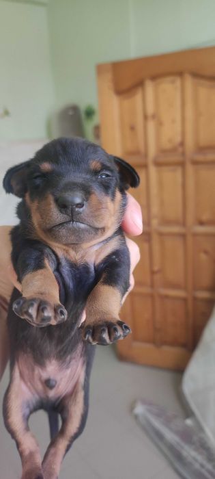 Цуцики цвергпінчера 1,5 місяця