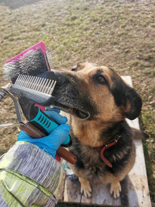 Szarik pies w typie owczarka niemieckiego