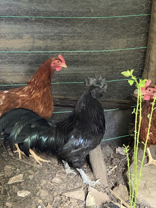 Macho ayam cemani Puro