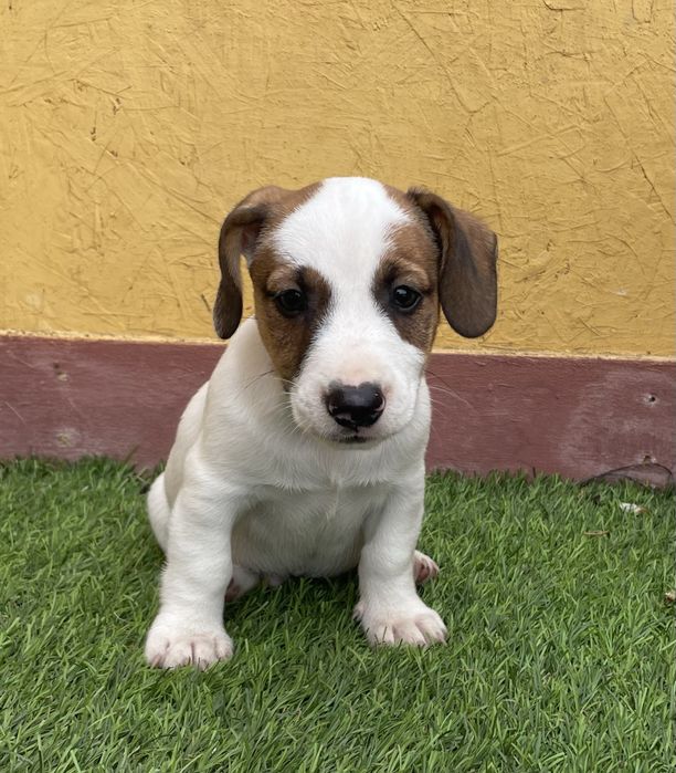 Cachorro Jack Russell
