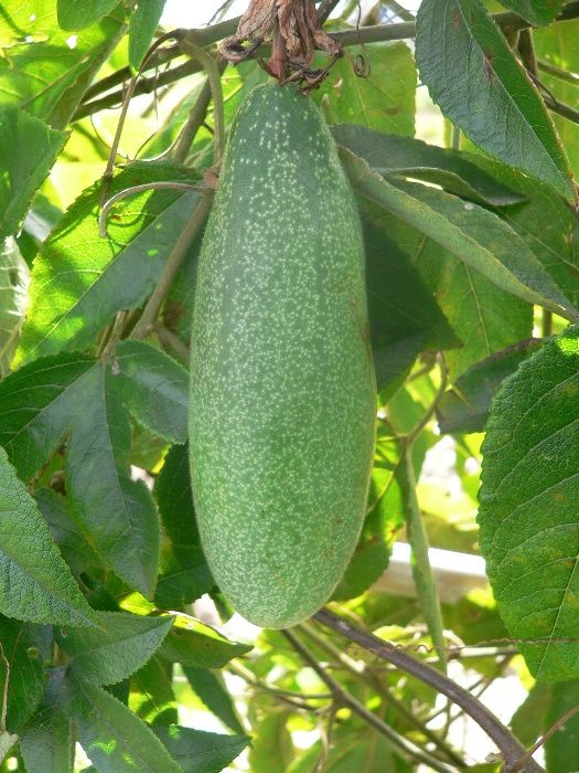 50 Sementes bio de maracujá banana (Curuba )-Sem químicos