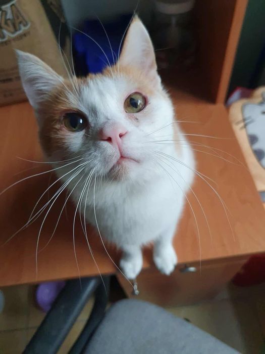Uroczy Pinokio szuka domu!