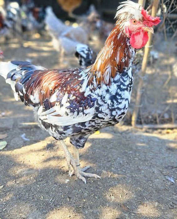 Koguty  czubatki