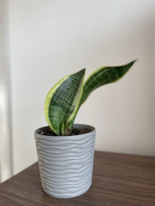 Сансевієрія не вибаглива