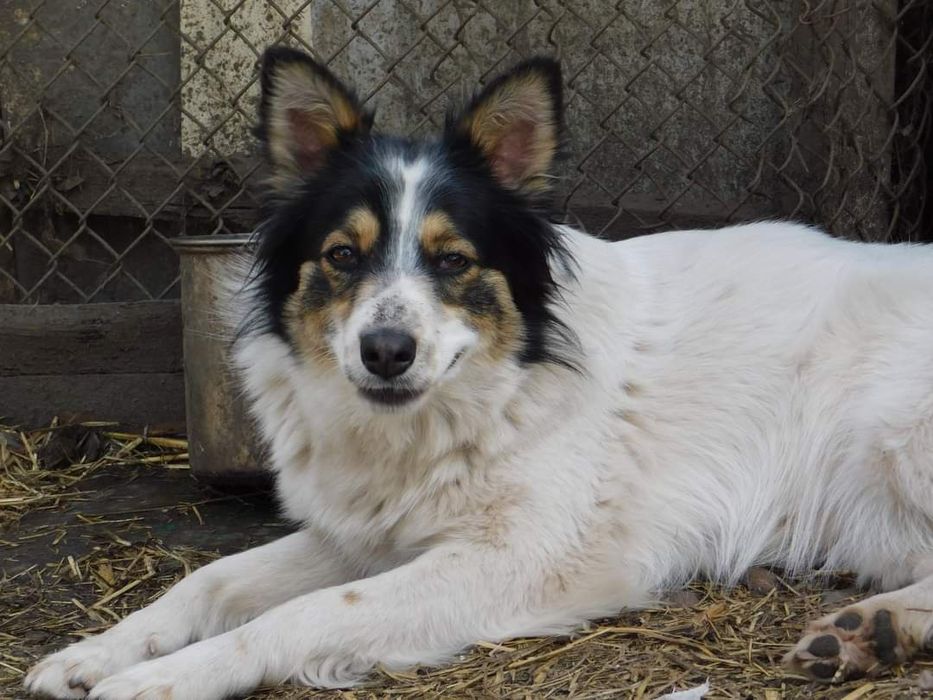 Шукає домівку тип люблячу родину Марися
