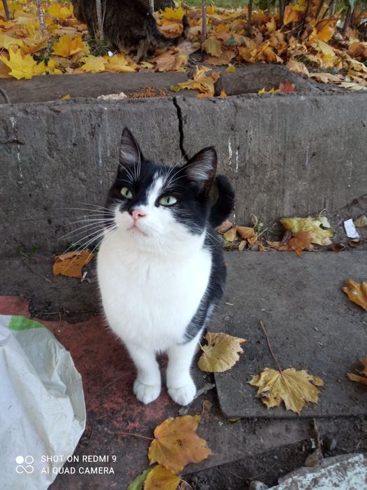 Аліса у відповідальну сім'ю
