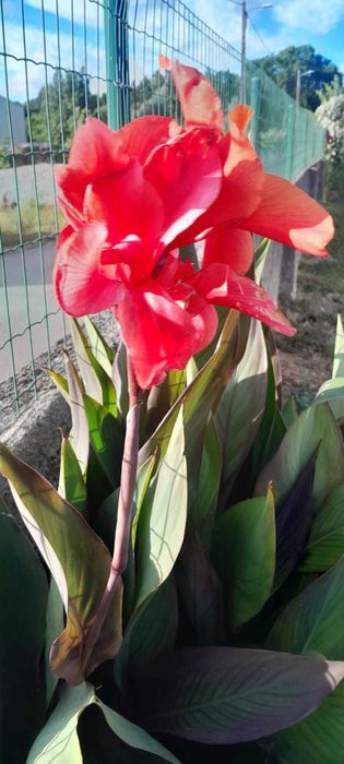 Iris e cannas a vendar em grandes quantidades.