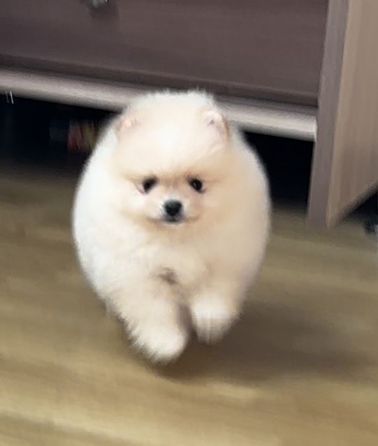 Шикарна дівчинка міні