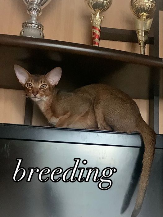 Шикарнвй абиссинский кот, который знает себе цену!