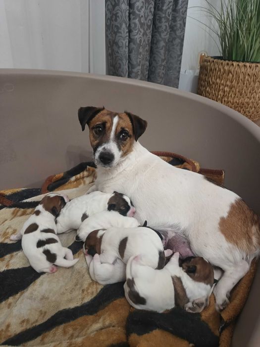 Krycie psem- Jack Russell Terrier.