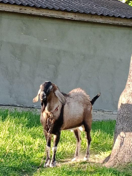 Цап англо-нуюійської породи