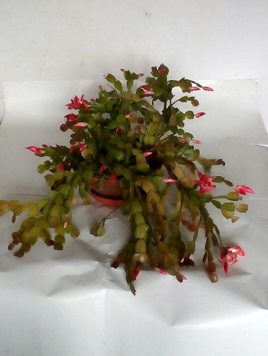 Sansevieria Grudnik kaktus Bożego Narodzenia Schlumbergera